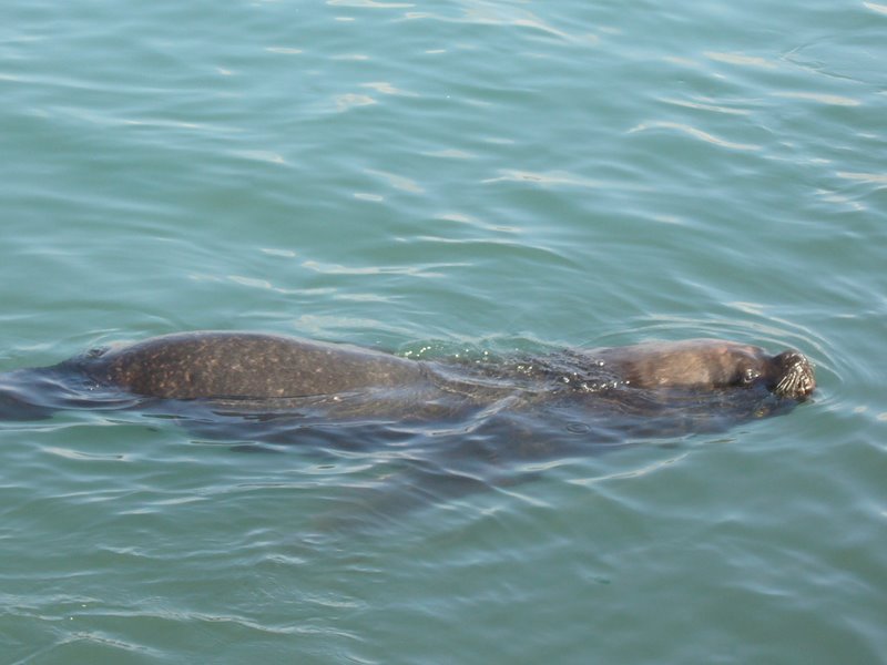Sea lions being fed for the tourists